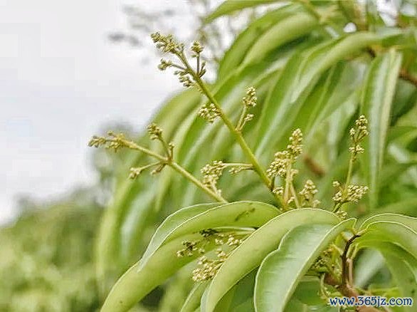 开yun体育网已贯穿21年出口北好意思商场-开云(中国)kaiyun网页版登录入口
