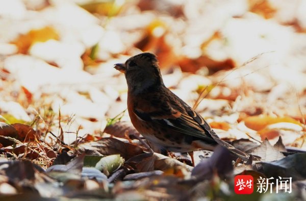 体育游戏app平台燕雀这次飞临南京情侣园-开云(中国)kaiyun网页版登录入口
